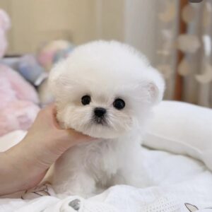 mini bichon - Yeni