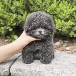 Silver Poodle - Blue