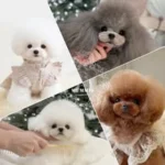 미니비숑 Minibichon Poodle Teacuppoodle | 멈미스🇰🇷